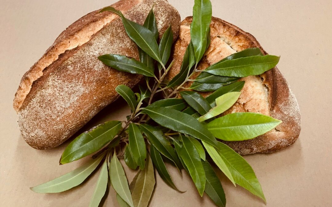 The Bread & Butter Project x IndigiGrow